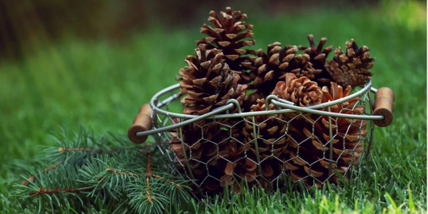 Секреты опытных дачников: полезные лайфхаки с шишками Секреты опытных дачников: полезные лайфхаки с шишками