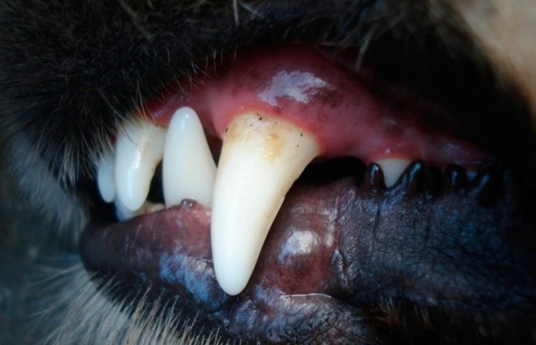 Шокирующие подробности трагедии в Брестской области: погибший от укусов алабая мужчина оказался хозяином пса Шокирующие подробности трагедии в Брестской области: погибший от укусов алабая мужчина оказался хозяином пса