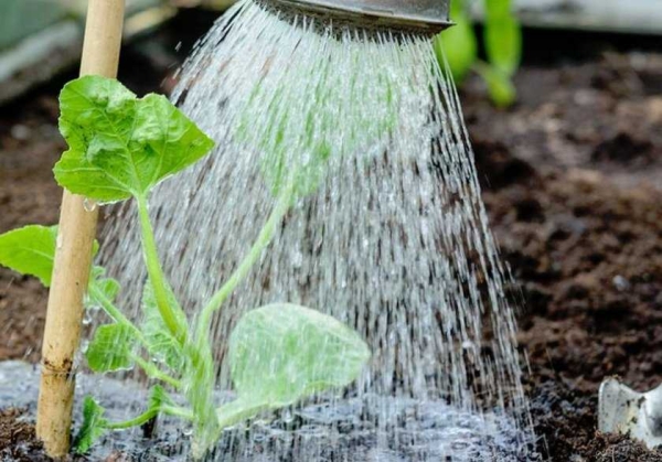 «Огуречный» лайфхак: зачем на самом деле поливать их водой с сахаром «Огуречный» лайфхак: зачем на самом деле поливать их водой с сахаром