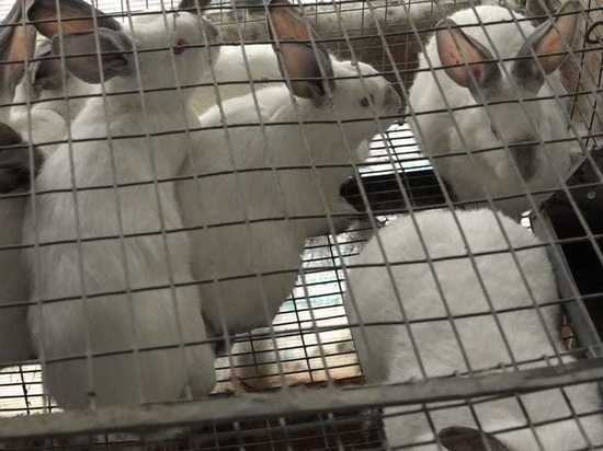 Ученые рассказали, как вывели трехпородного кролика